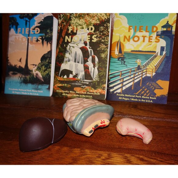 Vintage Plastic Human Organ Miniatures liver kidney intestines oddity curiosity - Picture 6 of 10